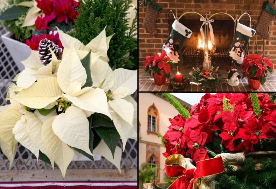 Poinsettia Display 
